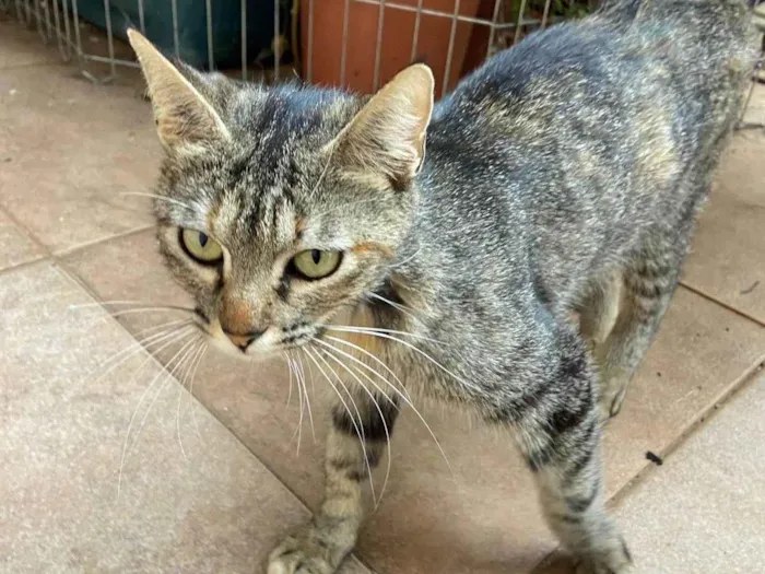 Gato ra a SRD-ViraLata idade 7 a 11 meses nome Alice para adoção