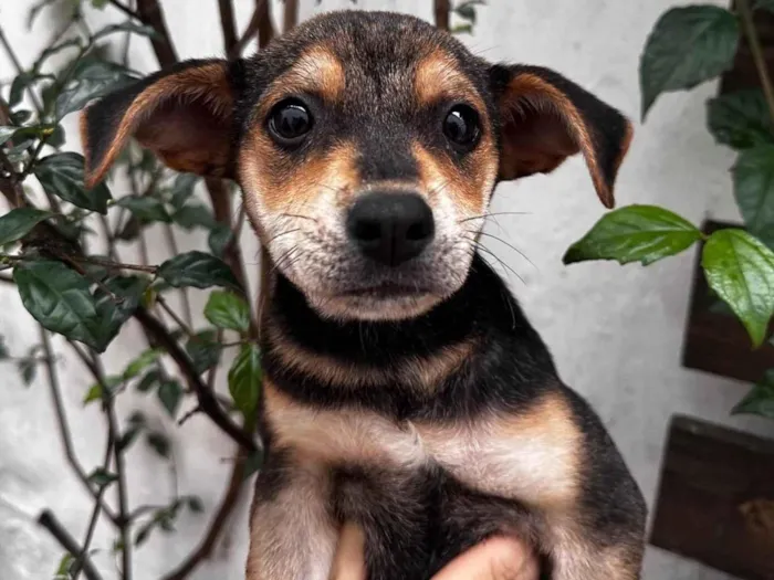 Cachorro ra a SRD-ViraLata idade 2 a 6 meses nome Maria