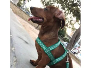 Cachorro raça Pequinês idade 1 ano nome Rafa