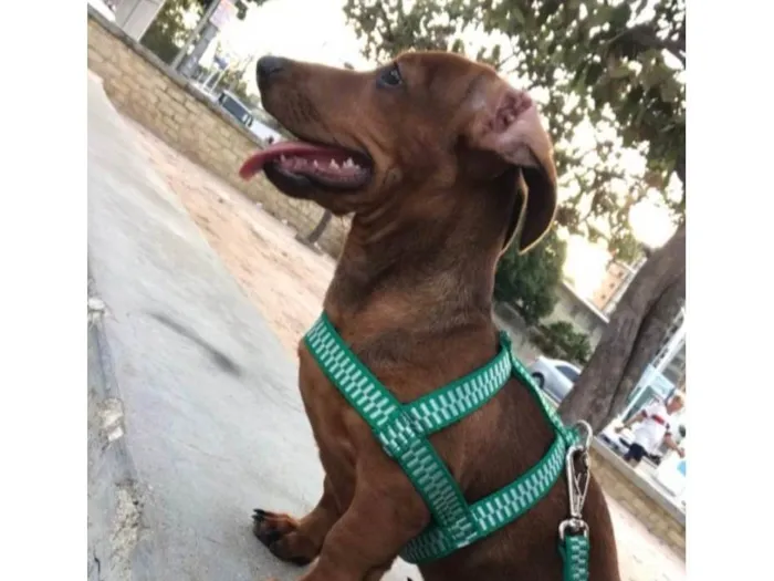 Cachorro ra a Pequinês idade 1 ano nome Rafa