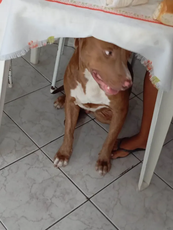 Cachorro ra a Pit-Bull idade 1 ano nome Mashow 