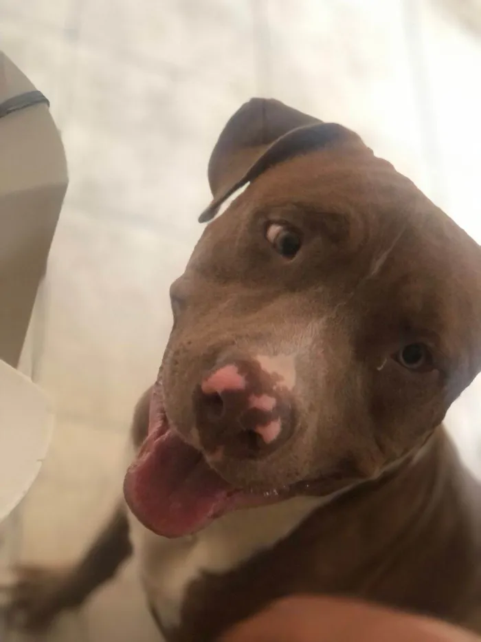 Cachorro ra a Pit-Bull idade 1 ano nome Mashow 