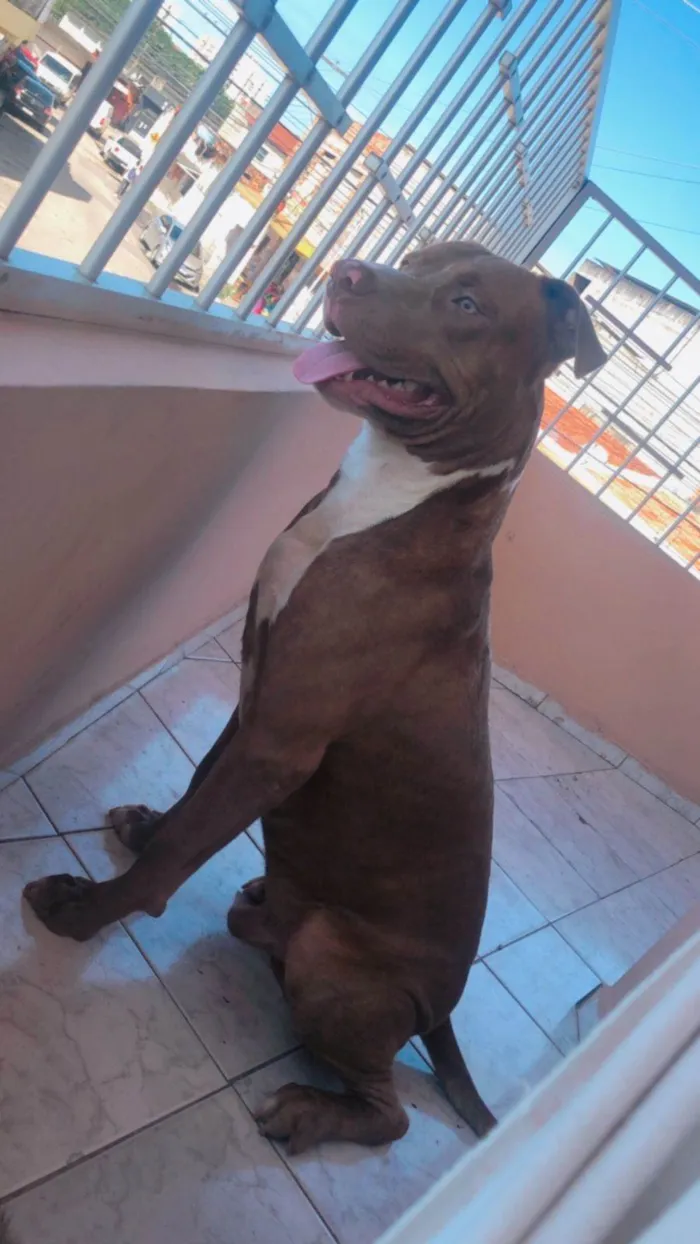 Cachorro ra a Pit-Bull idade 1 ano nome Mashow 