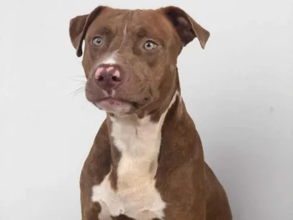 Cachorro raça Pit-Bull idade 1 ano nome Mashow 