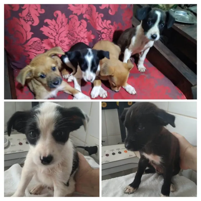 Cachorro ra a SRD-ViraLata idade 2 a 6 meses nome Sem nome