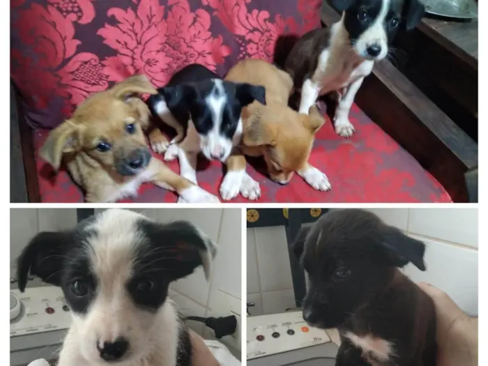 Cachorro ra a SRD-ViraLata idade 2 a 6 meses nome Sem nome