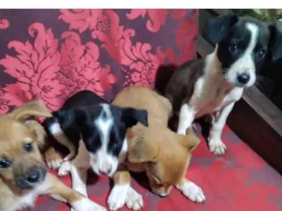 Cachorro raça SRD-ViraLata idade 2 a 6 meses nome Sem nome