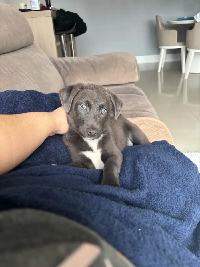 Cachorro ra a SRD-ViraLata idade 2 a 6 meses nome Helena