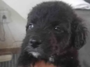 Cachorro raça SRD-ViraLata idade 2 a 6 meses nome pretinha