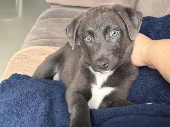 Cachorro ra a SRD-ViraLata idade 2 a 6 meses nome Helena