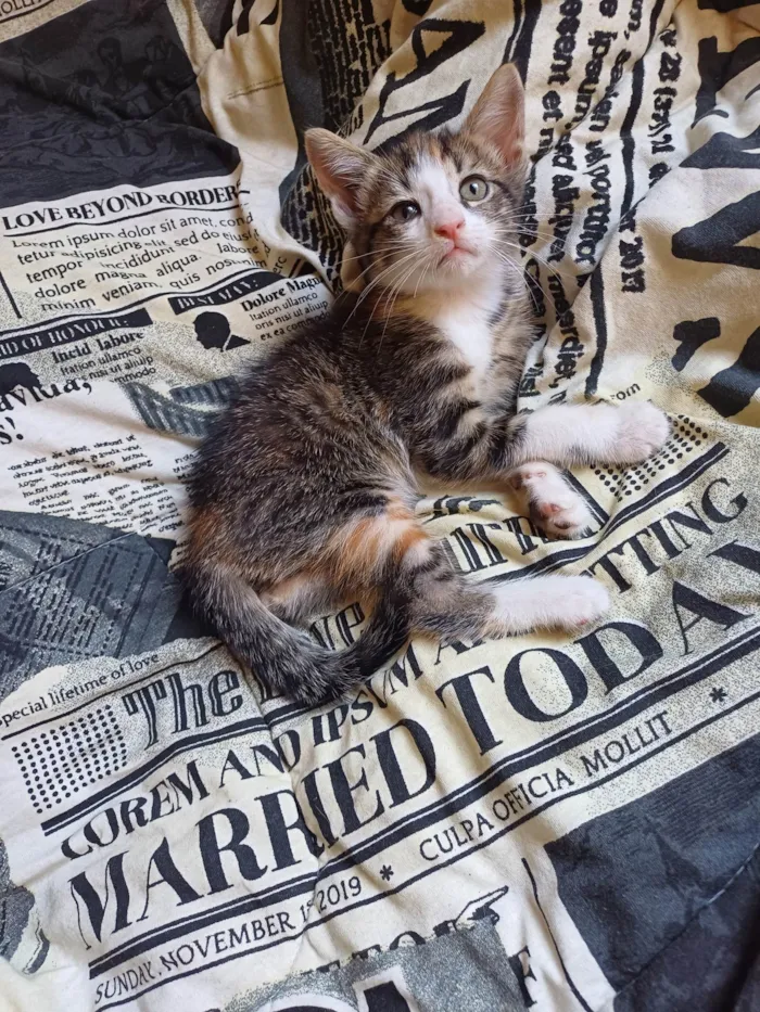 Gato ra a SRD-ViraLata idade Abaixo de 2 meses nome Tricolor adocao