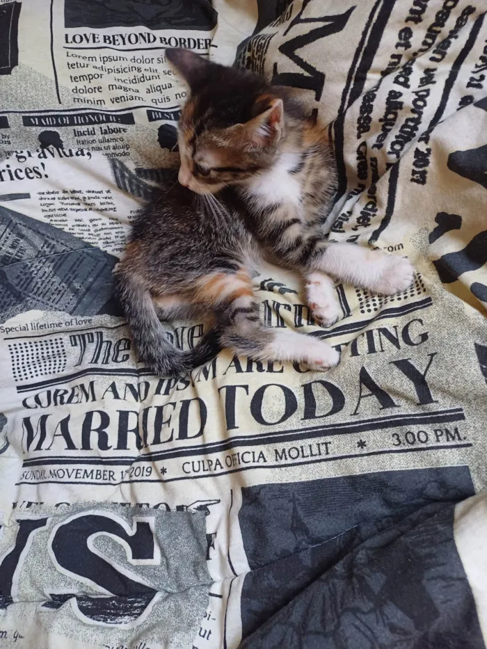 Gato ra a SRD-ViraLata idade Abaixo de 2 meses nome Tricolor adocao