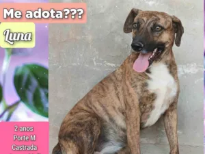 Cachorro raça SRD-ViraLata idade 2 anos nome Luna