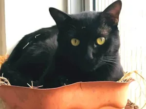 Gato raça SRD-ViraLata idade 2 anos nome Preto