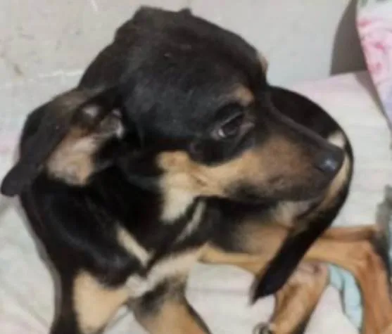 Cachorro ra a SRD-ViraLata idade 1 ano nome Theo 