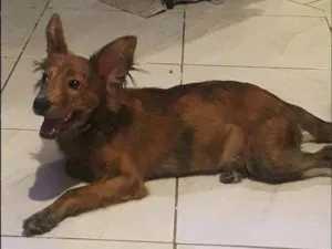 Cachorro raça SRD-ViraLata idade 1 ano nome Kenay