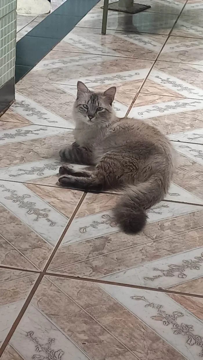 Gato ra a Siamês idade 7 a 11 meses nome tom