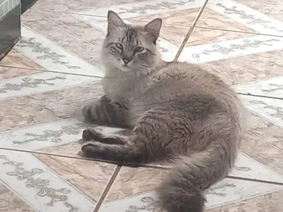 Gato raça Siamês idade 7 a 11 meses nome tom