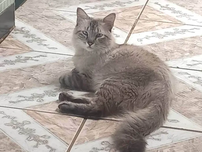 Gato ra a Siamês idade 7 a 11 meses nome tom