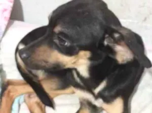 Cachorro raça SRD-ViraLata idade 1 ano nome Theo 