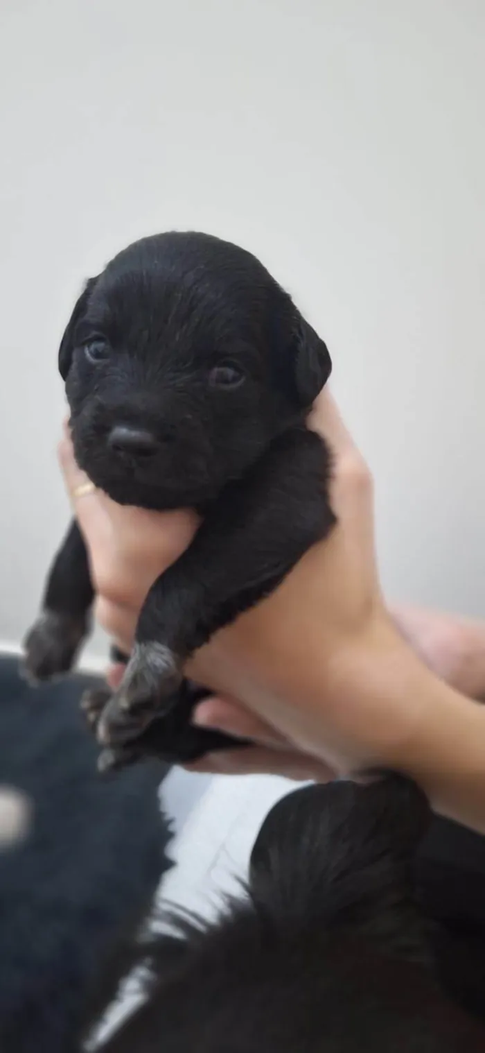 Cachorro ra a SRD-ViraLata idade Abaixo de 2 meses nome Filhotinhos 