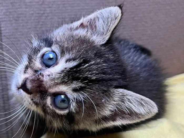 Gato ra a Exótico idade 2 a 6 meses nome Mia