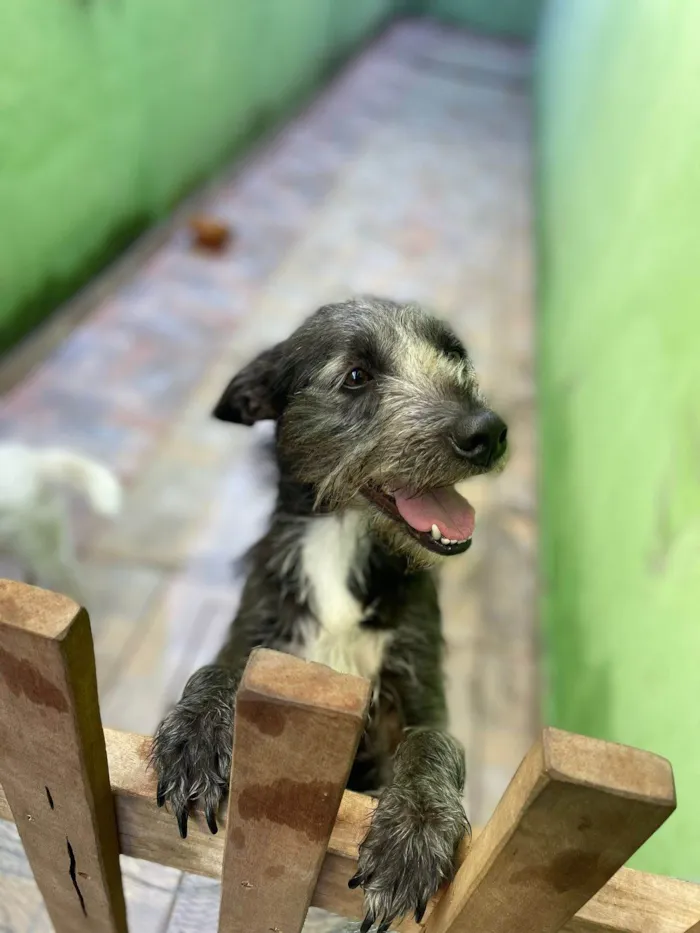 Cachorro ra a SRD-ViraLata idade 3 anos nome Amora