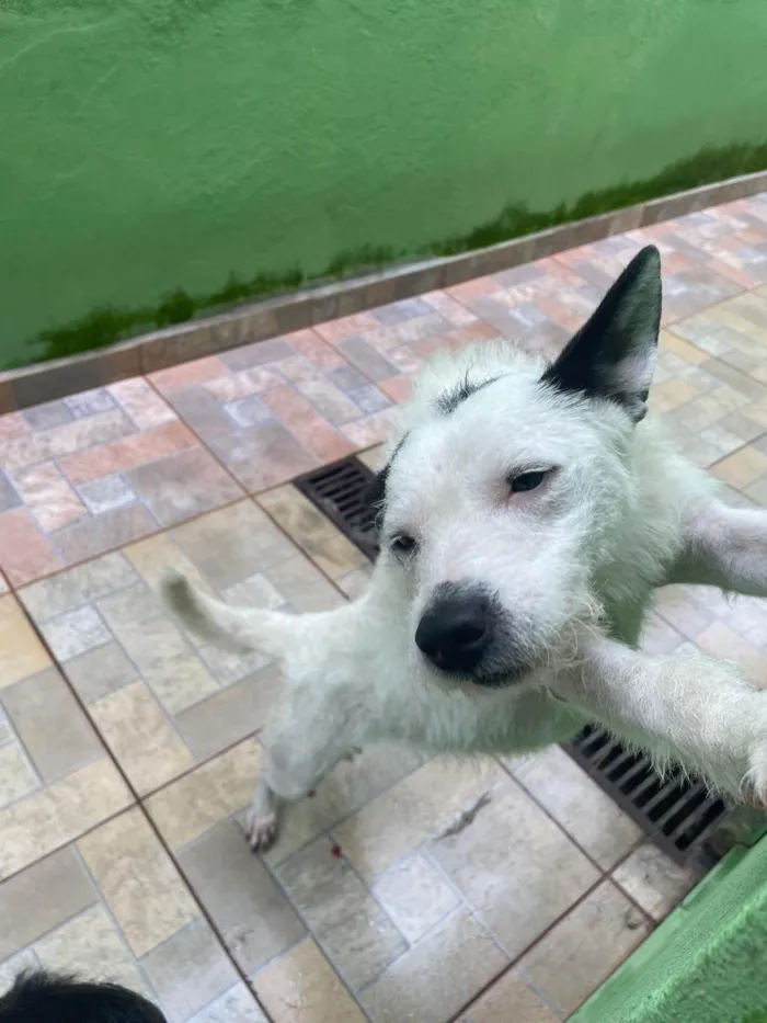 Cachorro ra a SRD-ViraLata idade 3 anos nome Theodora