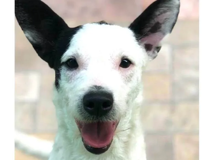 Cachorro ra a SRD-ViraLata idade 3 anos nome Theodora