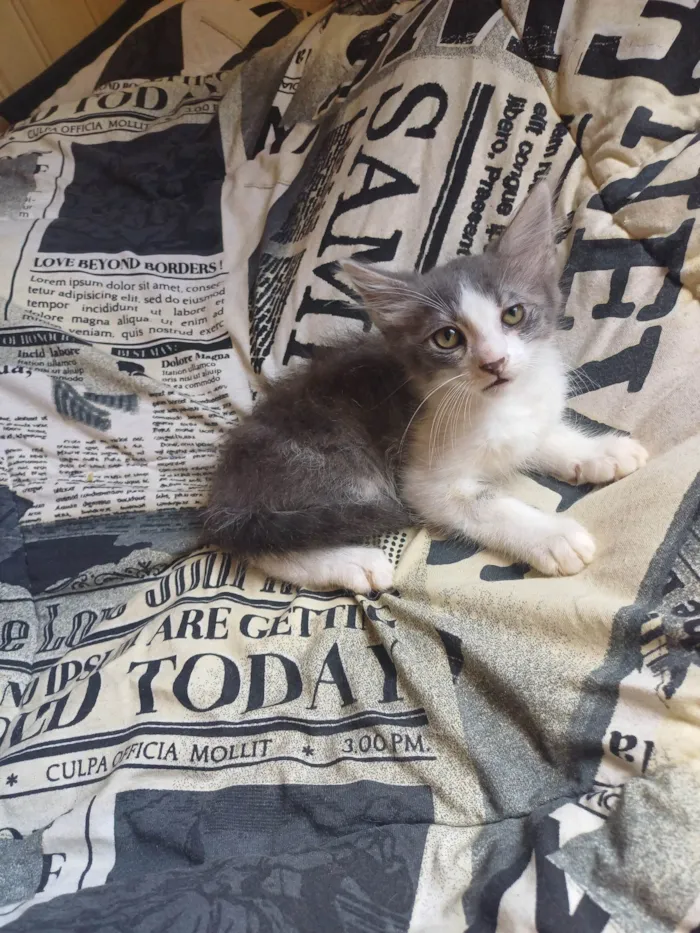 Gato ra a Persa idade Abaixo de 2 meses nome Mix persa cinza adocao