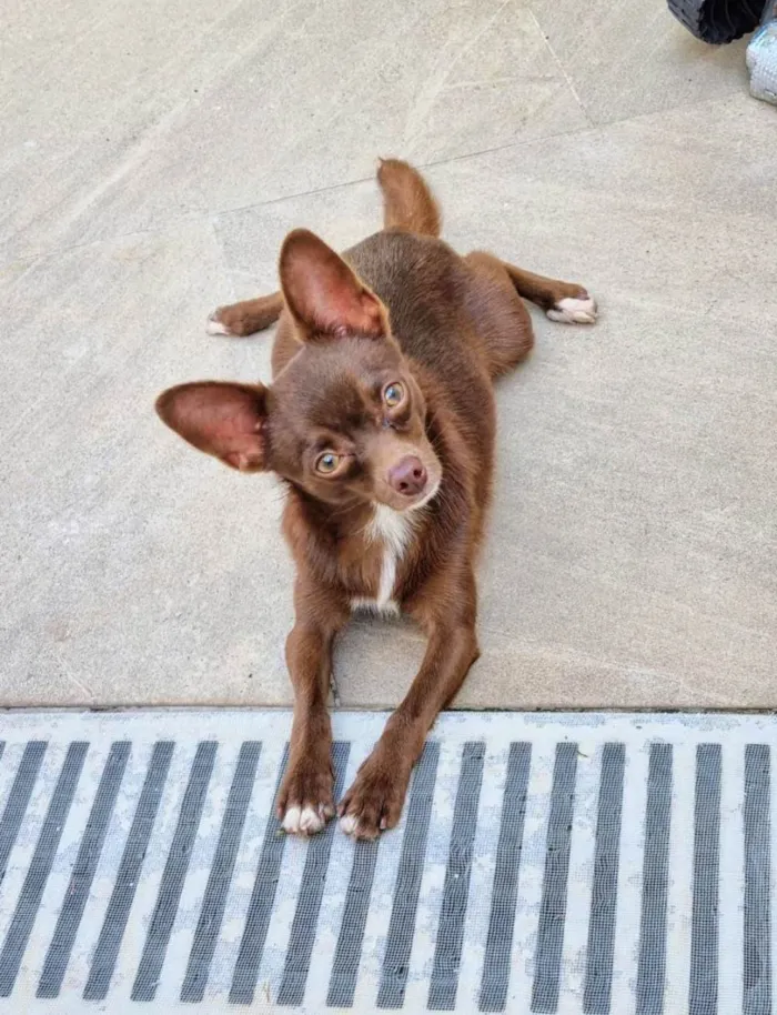 Cachorro ra a Pinscher idade 2 anos nome Chihuahua