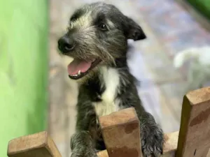 Cachorro raça SRD-ViraLata idade 3 anos nome Amora