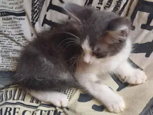 Gato raça Persa idade Abaixo de 2 meses nome Mix persa cinza adocao