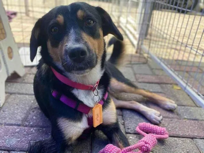 Cachorro ra a SRD-ViraLata idade 2 anos nome Bolinha 