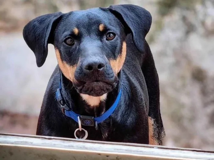 Cachorro ra a SRD-ViraLata idade 1 ano nome Luke