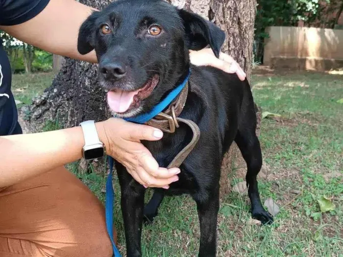 Cachorro ra a SRD-ViraLata idade 3 anos nome Ipanema 