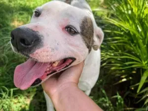 Cachorro raça Pit-Bull idade 2 anos nome Theo 