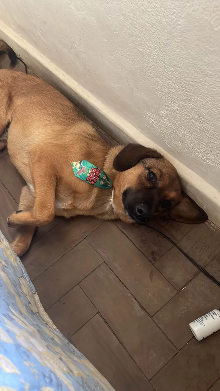 Cachorro ra a SRD-ViraLata idade 1 ano nome Amendoim