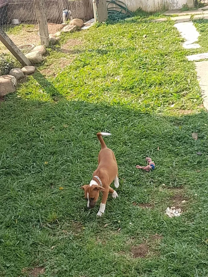 Cachorro ra a SRD-ViraLata idade 7 a 11 meses nome Barbie