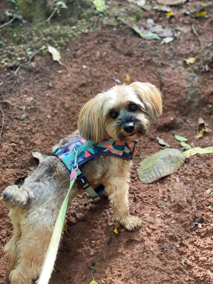 Cachorro ra a Yorkshire idade 6 ou mais anos nome Paçoca