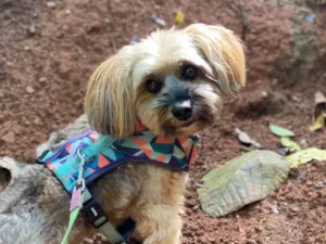 Cachorro raça Yorkshire idade 6 ou mais anos nome Paçoca