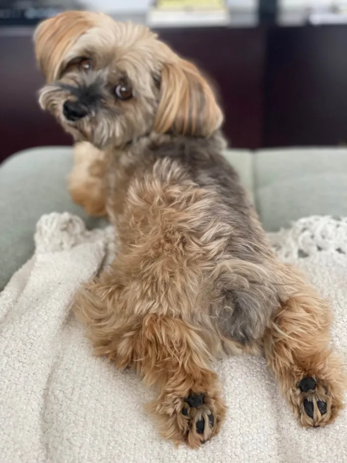 Cachorro ra a Yorkshire idade 6 ou mais anos nome Paçoca