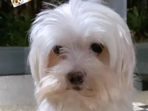 Cachorro raça Maltês idade 6 ou mais anos nome Luck 