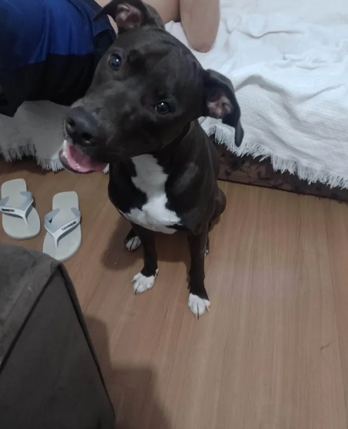 Cachorro ra a Pit-Bull idade 1 ano nome Zeus 