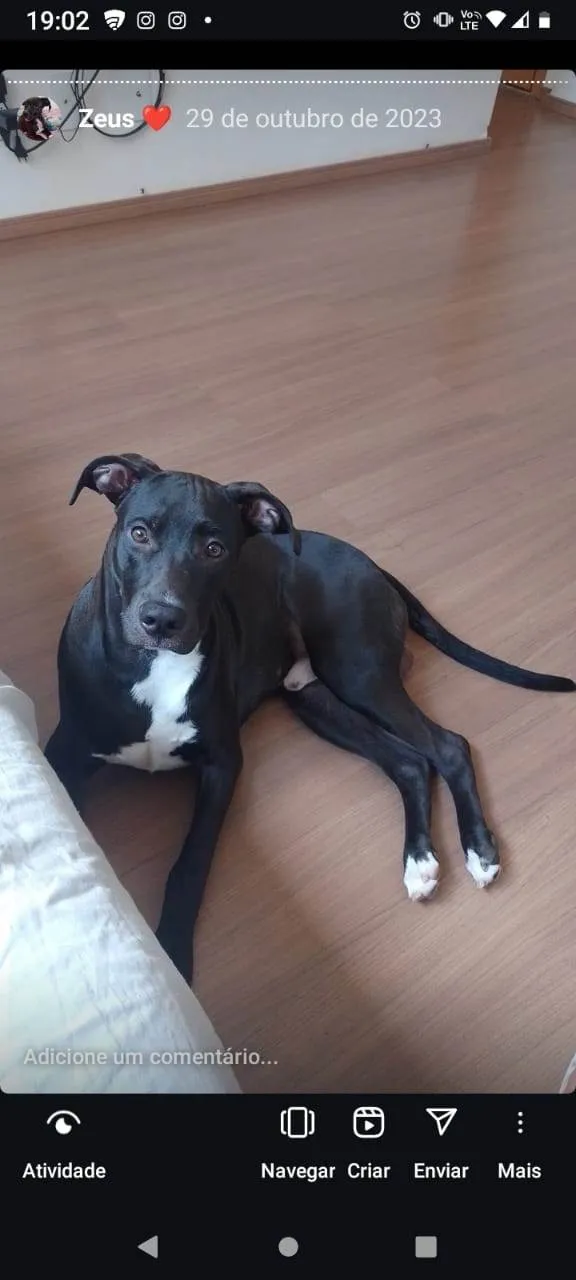 Cachorro ra a Pit-Bull idade 1 ano nome Zeus 