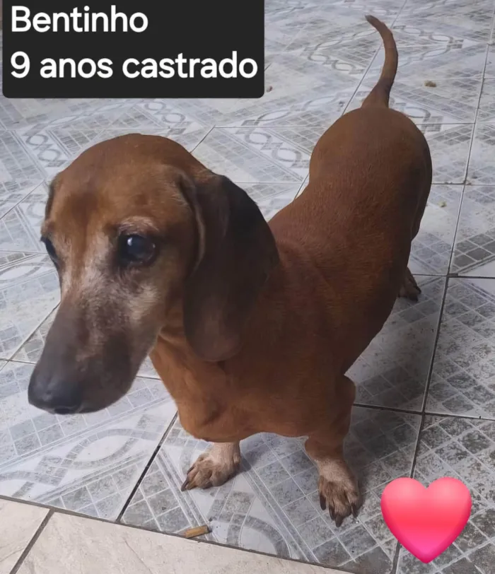 Cachorro ra a Basset-Cofap idade 6 ou mais anos nome Bentinho