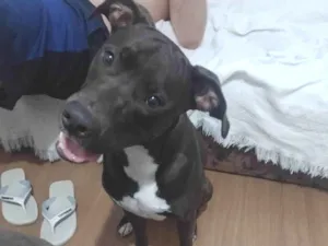 Cachorro raça Pit-Bull idade 1 ano nome Zeus 