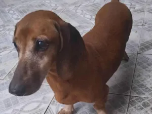 Cachorro raça Basset-Cofap idade 6 ou mais anos nome Bentinho