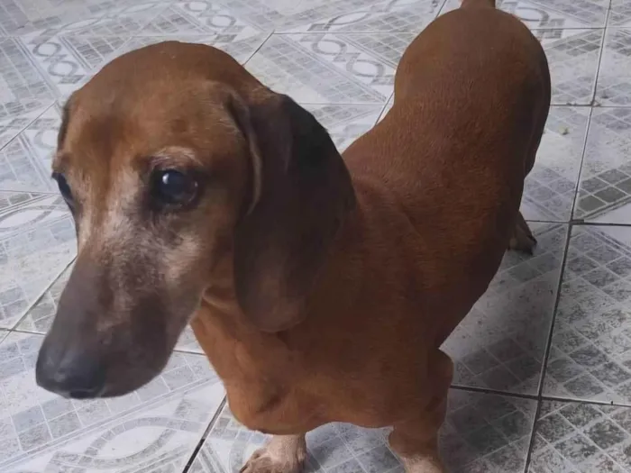 Cachorro ra a Basset-Cofap idade 6 ou mais anos nome Bentinho