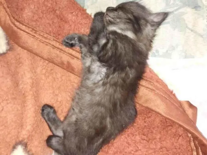 Gato ra a SRD-ViraLata idade Abaixo de 2 meses nome Filhotes de Gato